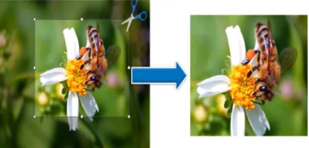 Fig. 4. Representative insect images used in the exper- exper-iment.