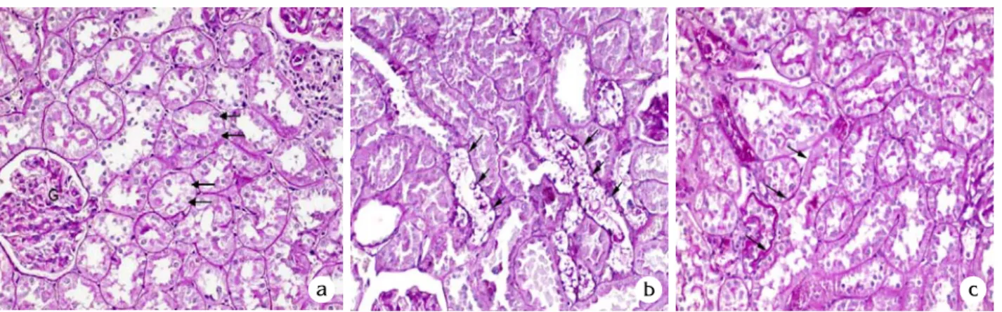 Fig. 3B. Quantitative analysis of  Armanni-Epstein cells in renal cortex. Values are the means ± SD