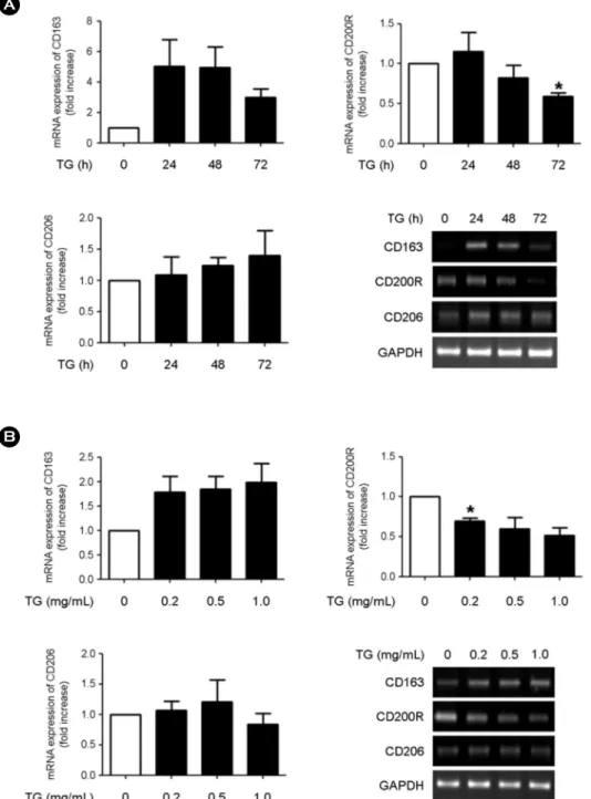 Fig. 2. TG decreases the expression of  CD200R. (A) THP-1 monocytes were treated with TG (1.0 mg/mL) for the indicated time periods (0, 24, 48, or 72 h)