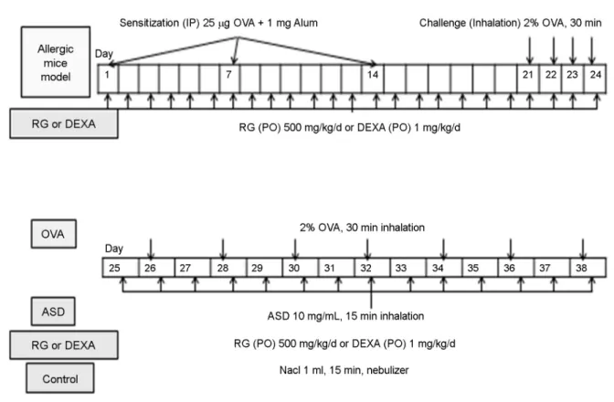 Fig. 1. Study protocol. For allergic mouse model, a mixture of 25 μg OVA and 1 mg Al(OH) 3  gel was injected into the peritoneum (systemic immunization) and intranasal sensitization was induced with 2% OVA for 4 days