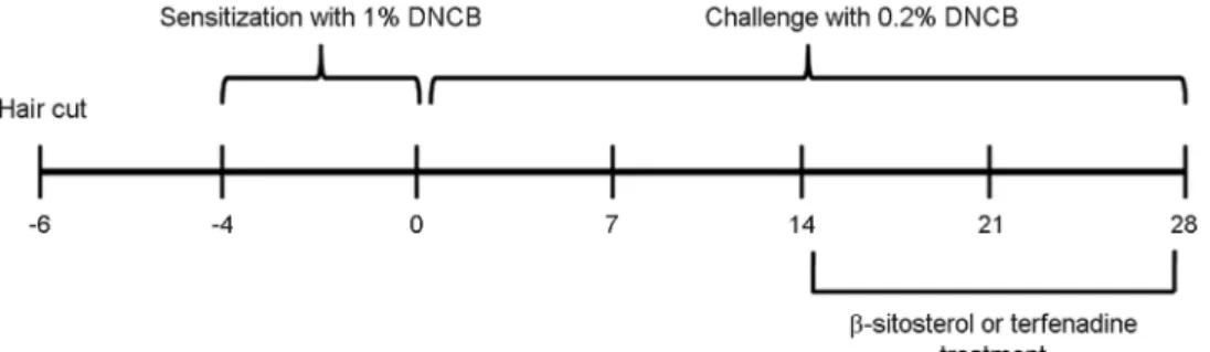 Fig. 2. Experimental protocol for induction of AD and β-sitosterol treatment. 