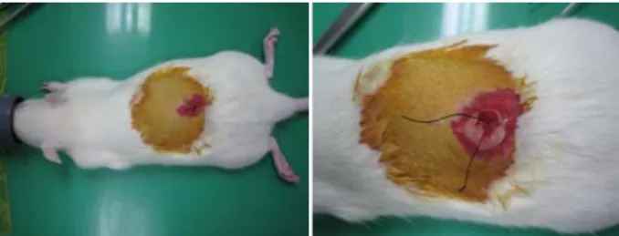Table 2. Effect of  pomegranate extracts on body weight in the ovariectomized rats 