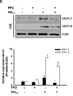 Figure  3.  Effect  of  FFO  on  PM 2.5 -induced  MMP-1  activation  and  MMPs  expression