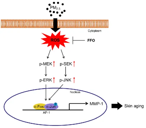Figure 6. Schematic diagram of effect of FFO on PM 2.5 -induced skin aging. Expose of PM 2.5