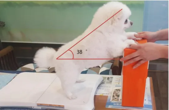 Figure 3. A dog posture on the WBB. A dog performed static posture while a force  from each foot on the WBB transmitted.