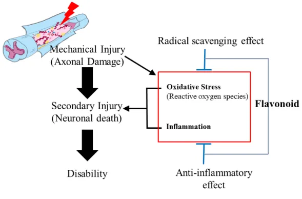 Figure 4. Schematic illustration of the neuropathogenesis of spinal cord injury, 
