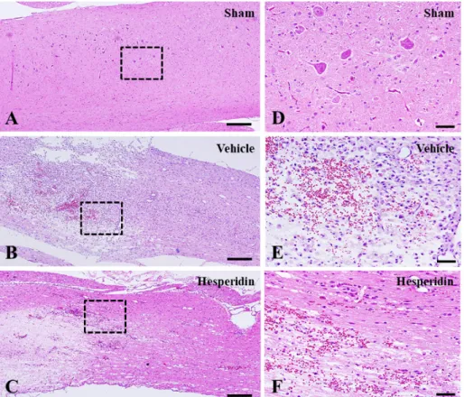 Figure 7. Neuropathological changes in the spinal cords of sham-operated 