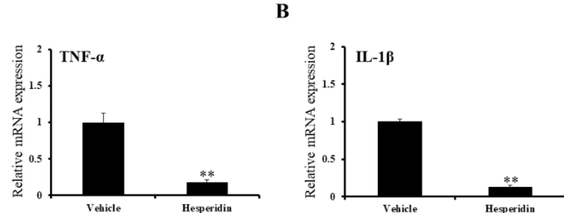 Figure 9. Results of quantitative real-time PCR in the spinal cords of SCI rats 