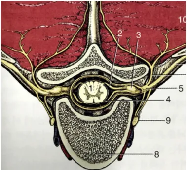 Figure 1. Schematic illustrations of cross-sections of spinal cord in the 