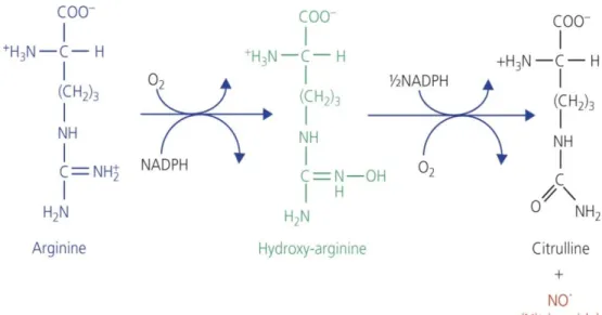 Figure 2. Production of nitric oxide from arginine as catalyzed by nitric oxide synthase  (NOS) 