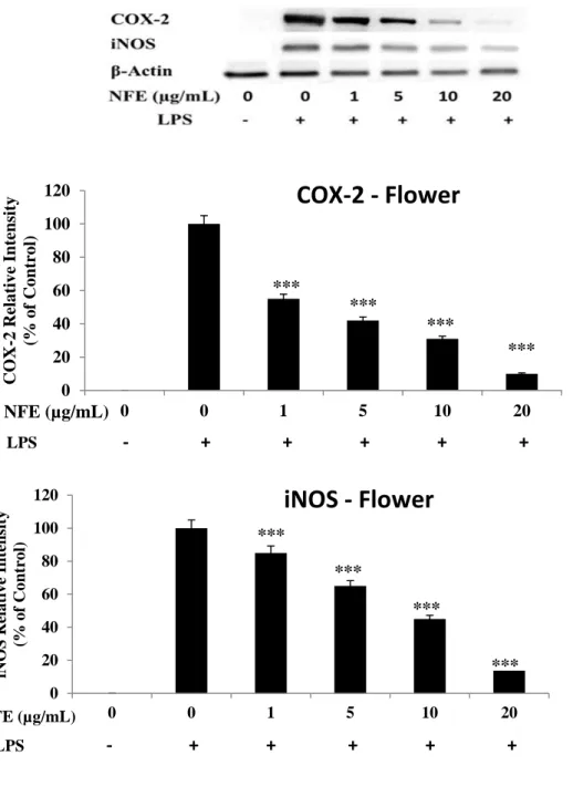 Figure 9. Effects of NFE on COX-2 and iNOS production in LPS-stimulated Raw 264.7  macrophage cells