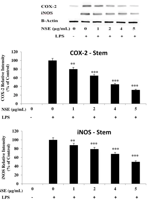 Figure  10.  Effects  of  NSE  on  COX-2  and  iNOS  production  in  LPS-stimulated  Raw  264.7 macrophage cells