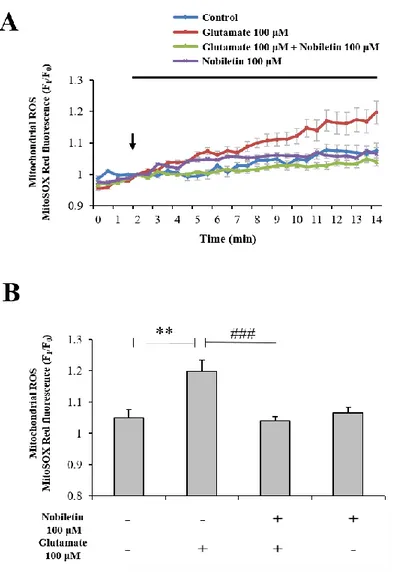 Figure  7.  The  effects  of  nobiletin  on  mitochondrial  ROS  generation  in  glutamate- glutamate-stimulated cortical neurons