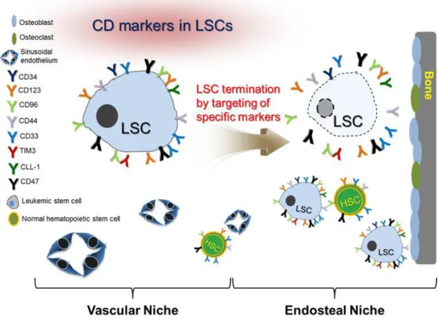 Fig. 2. Schematic diagram of markers for LSCs and HSCs in bone marrow. 