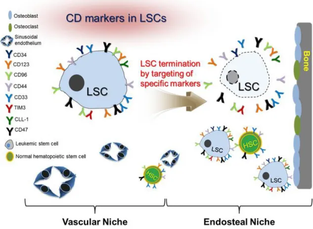 Fig. 2. Schematic diagram of markers for LSCs and HSCs in bone marrow. 