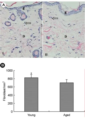 Fig. 1B. Comparison of  fibroblast density between young and  aged rat skin. There was significantly higher fibroblast density in the young rat skin than in the aged rat skin as determined by group t-test (*: P<0.001)