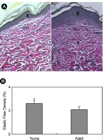 Fig. 3A. Brownish-stained elastin fiber (arrow) is shown in the dermis (D) below the epidermis (E) in the young rat skin (I) and  aged rat skin (II)
