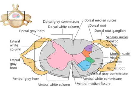 Figure  2.  Schematic  illustrations  of  functional  lesions  of  spinal  cord  (Evans
