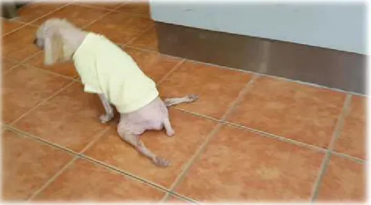 Figure  4.  A  case  of  spinal  cord  injured  dog.