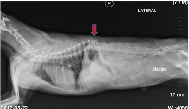 Figure  5.  X-ray  image  of  spinal  cord  injured  dog.  lateral  view.