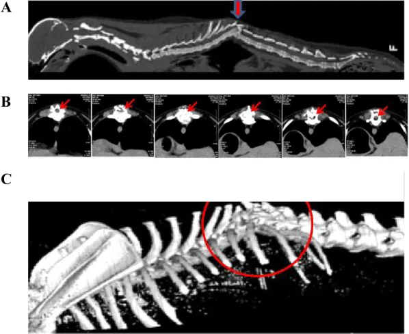 Figure  6.  Computed  tomography  (CT)  image  of  spinal  cord  injured  dog.