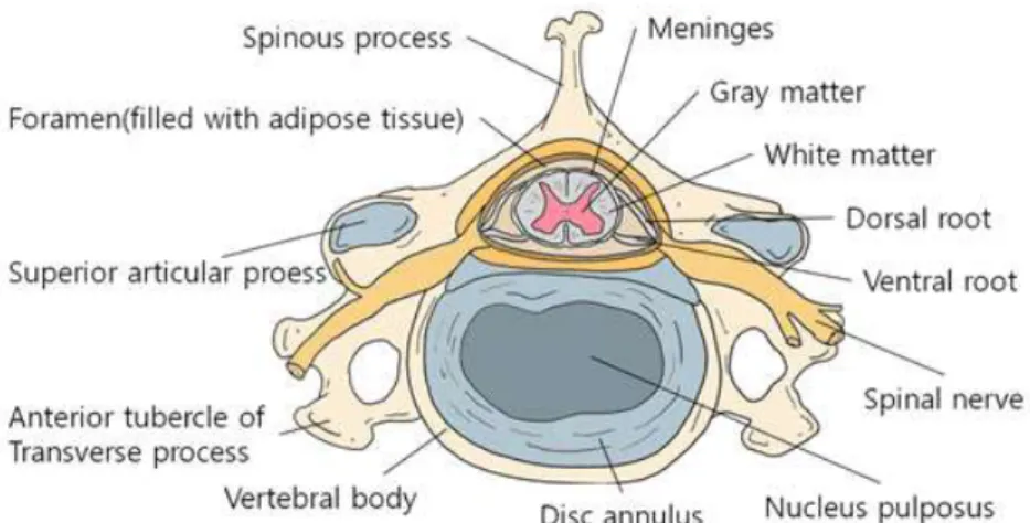 Figure  1.  Schematic  illustrations  of  cross  section  of  spinal  cord  in  the 