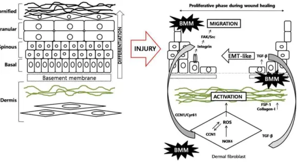 Figure 7. Schematic representation of mechanisms of BMM in the wound healing  processes