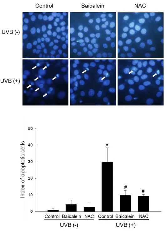 Figure 4. Baicalein protects cells against apoptosis induced by UVB. (A) Cells were treated  with  20  μM baicalein  and exposed to  UVB radiation  1  h later