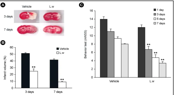Fig. 1. Effect of  LW on infarct volume and functional behavioral recovery at 3 and 7 days after MCAO