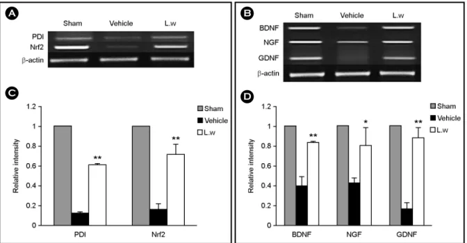 Fig. 2. Effect of LW on the gene expressions of PDI, Nrf2, BDNF, GDNF and NGF in the ipsilateral whole brain of the lesioned area.