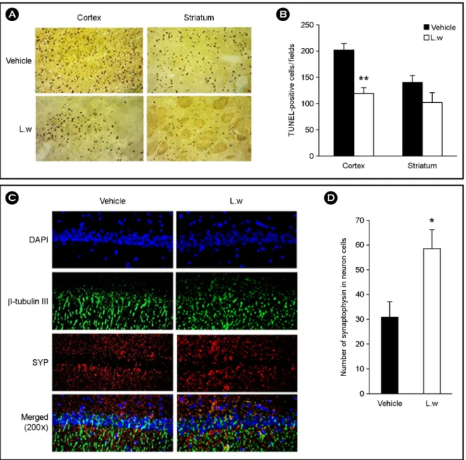 Fig. 3. Effect of  LW on TUNEL staining and on the expression of  SYP. (A) TUNEL staining in the cortex and striatum area of  the ischemic lesioned side of vehicle and LW treatment (200×)