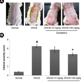 Fig.  1.  Effect  of  gooseberry  on  DNCB-induced  AD  in  mice.