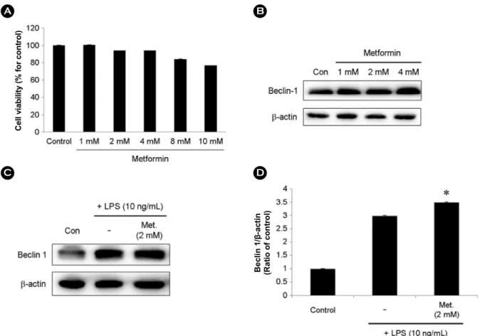 Fig. 1. Metformin did not markedly affect cell viabilities and autophagy activation in BV-2 microglial cells