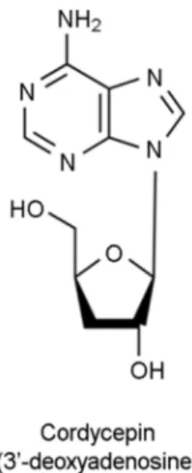 Fig. 1. Chemical structure of  cordycepin (3'-deoxyadenosine). 