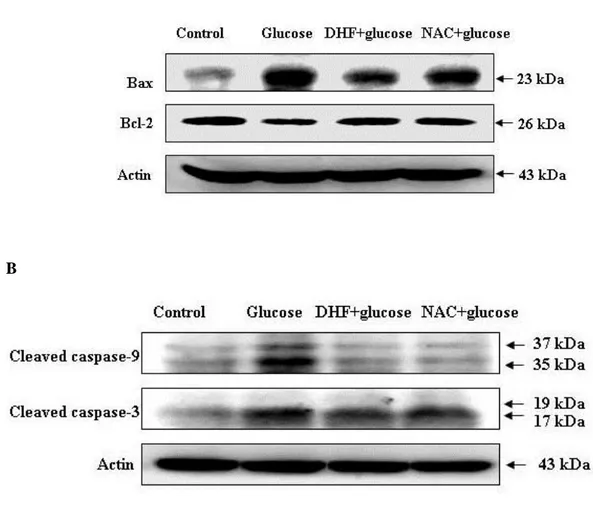 Figure 6: Effects of 7,8-DHF on apoptosis-related proteins   