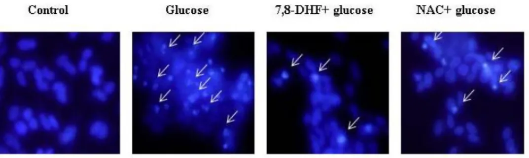 Figure 8: Effect of 7,8-DHF against glucose-induced apoptosis    