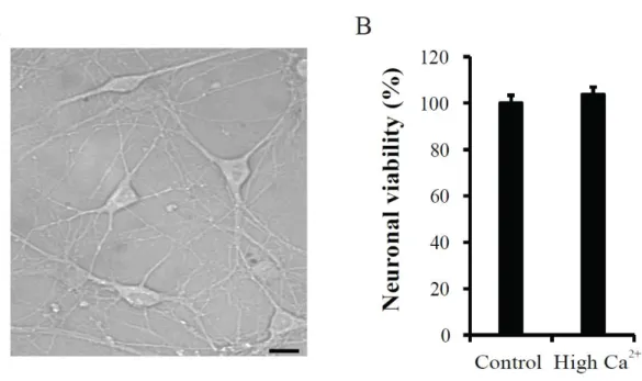 Figure  1.  Effects  of  the  high  Ca 2+   treatment  on  cell  viability  in  cultured  hippocampal  neurons