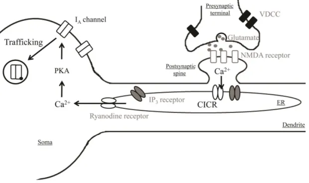 Figure 10. A simplified model of Ca 2+ -mediated downregulation of somatic I A  channels 