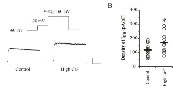 Figure  11.  I DR   are  increased  by  high  Ca 2+