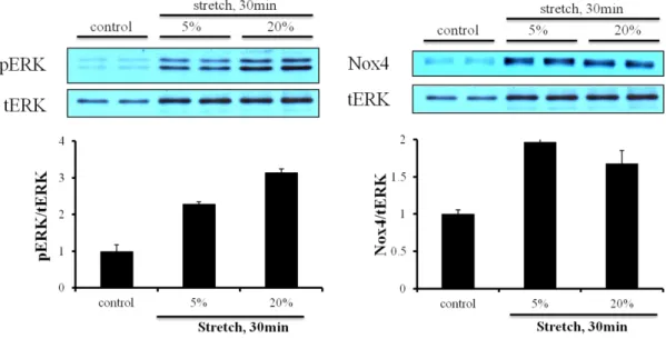 Figure 4. Effect of mechanical stretch on AT1R activation in cardiac fibroblasts.  Cardiac fibroblasts were plated on bioflex plate coated with collagen Ⅰ, serum-starved  overnight, and stretched with different elongation, 5% and 20% for 30 min