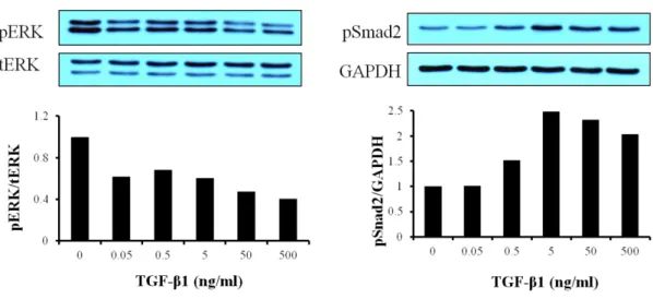 Figure  6.  Effect  of  TGF-β1  on  Smad2  phosphorylation  in  cardiac  fibroblasts.  Cardiac  fibroblasts  were  serum-starved  for  overnight
