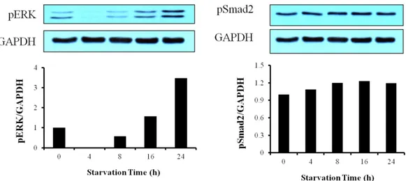 Figure 7. Effect of starvation on Smad2 phosphorylation in cardiac fibroblasts. Cardiac  fibroblasts were serum-starved for 0h, 4h, 8h, 16h, and 24h respectively