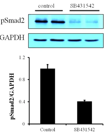 Figure 8. Effect of mechanical stretch on Smad2 phosphorylation in cardiac fibroblasts
