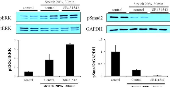 Figure 10. Effect of mechanical stretch on Smad2 phosphorylation in cardiac  fibroblasts