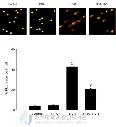 Figure 3B. DBA safeguards keratinocytes from UVB-induced DNA damage. DBA (80 μM) 