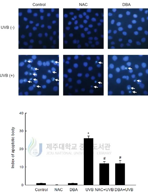 Figure 4A. DBA mitigates the formation of apoptotic bodies in UVB-irradiated cells. DBA 