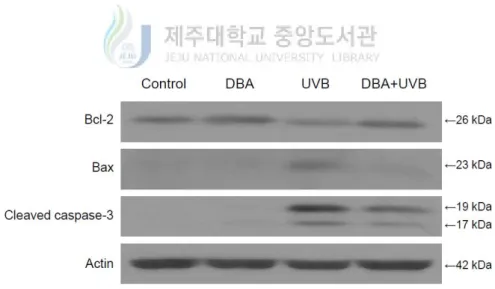 Figure 4C. DBA modulates the expression of apoptotic regulators in UVB-irradiated cells