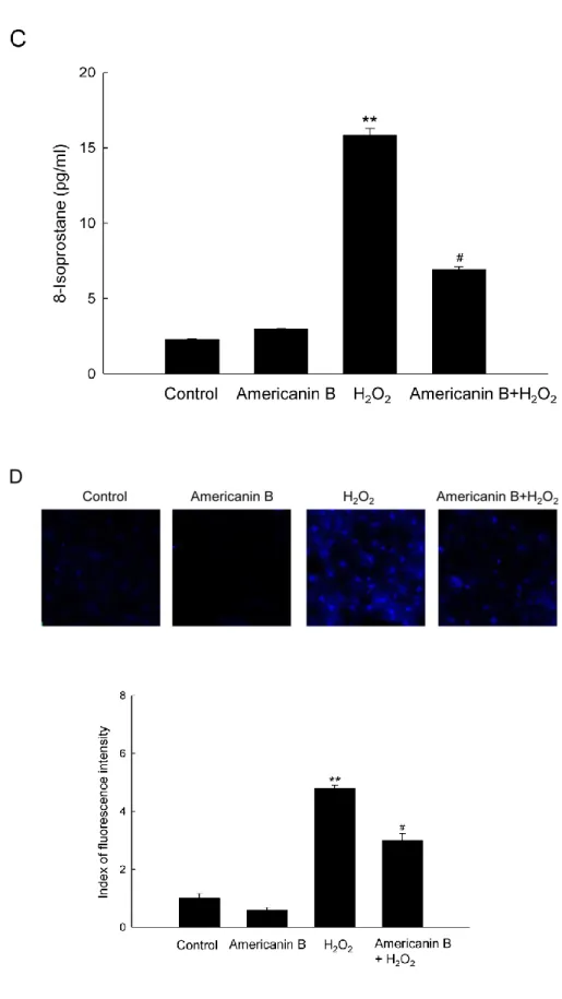 Figure 2. Americanin B protects against H 2 O 2 -induced oxidative lipid, protein, and DNA 