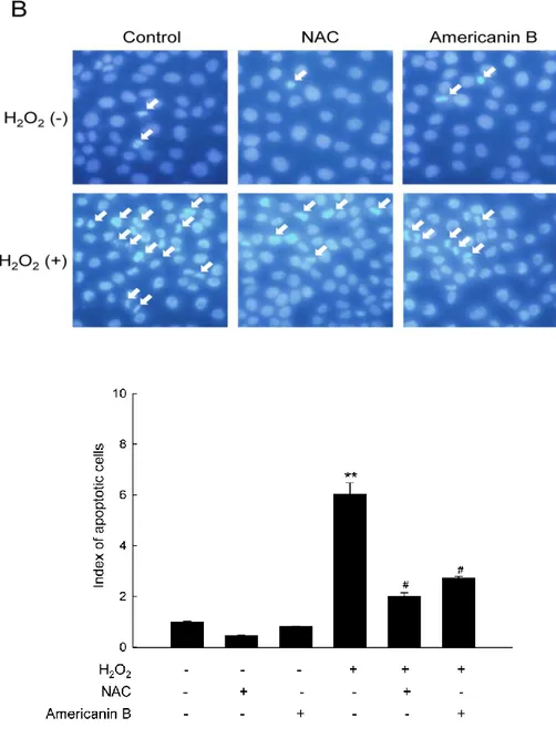 Figure 3. Americanin B reduces apoptosis induced by H 2 O 2 . (A) Cells were treated with 