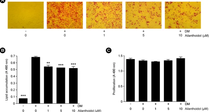 Fig. 2. Effects of ailanthoidol on the accumulation of lipid drop in 3T3-L1 adipocyte